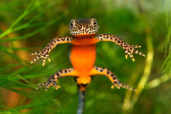 Amazing animals