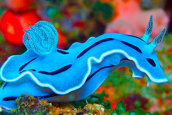 Unique animals in the sea